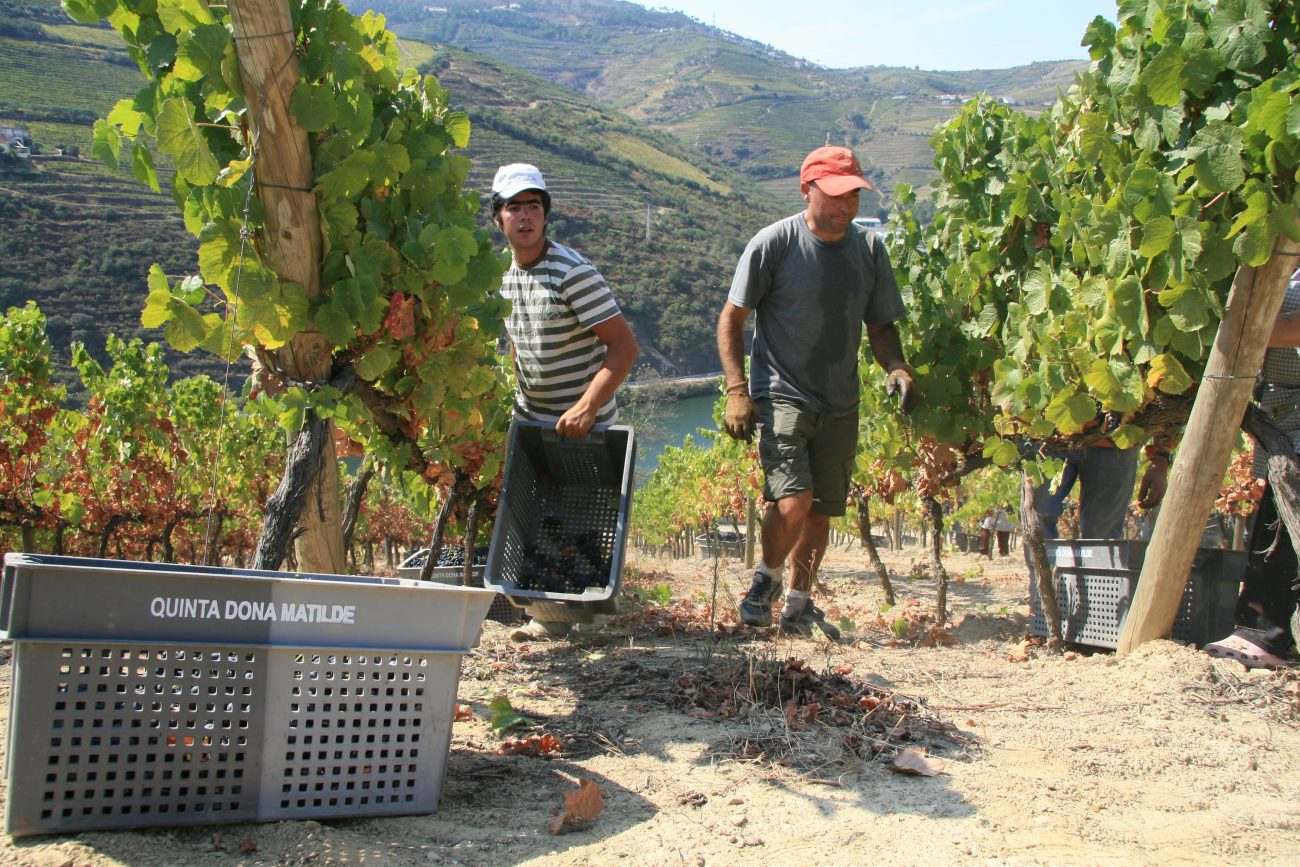 Portugal Douro Weinregion Weinernte per Hand steile Hänge Weinberge
