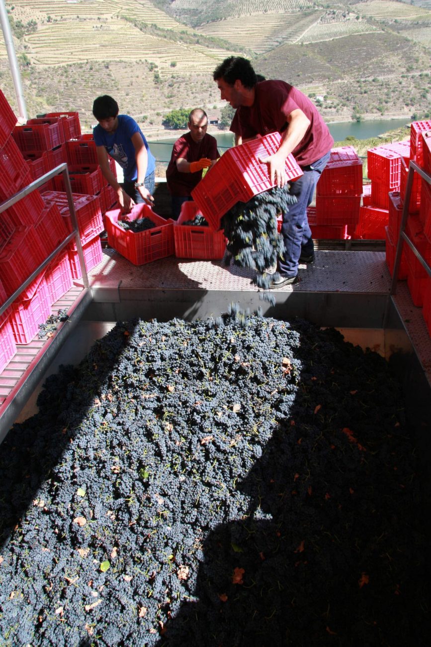 Weinernte im Douro-Tal Weintrauben