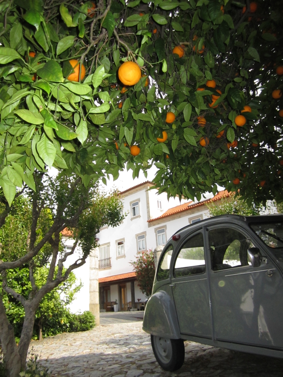 Douro Weinregion Weingut mit Übernachtung Orangenbäume Orangensaft auf dem Hof