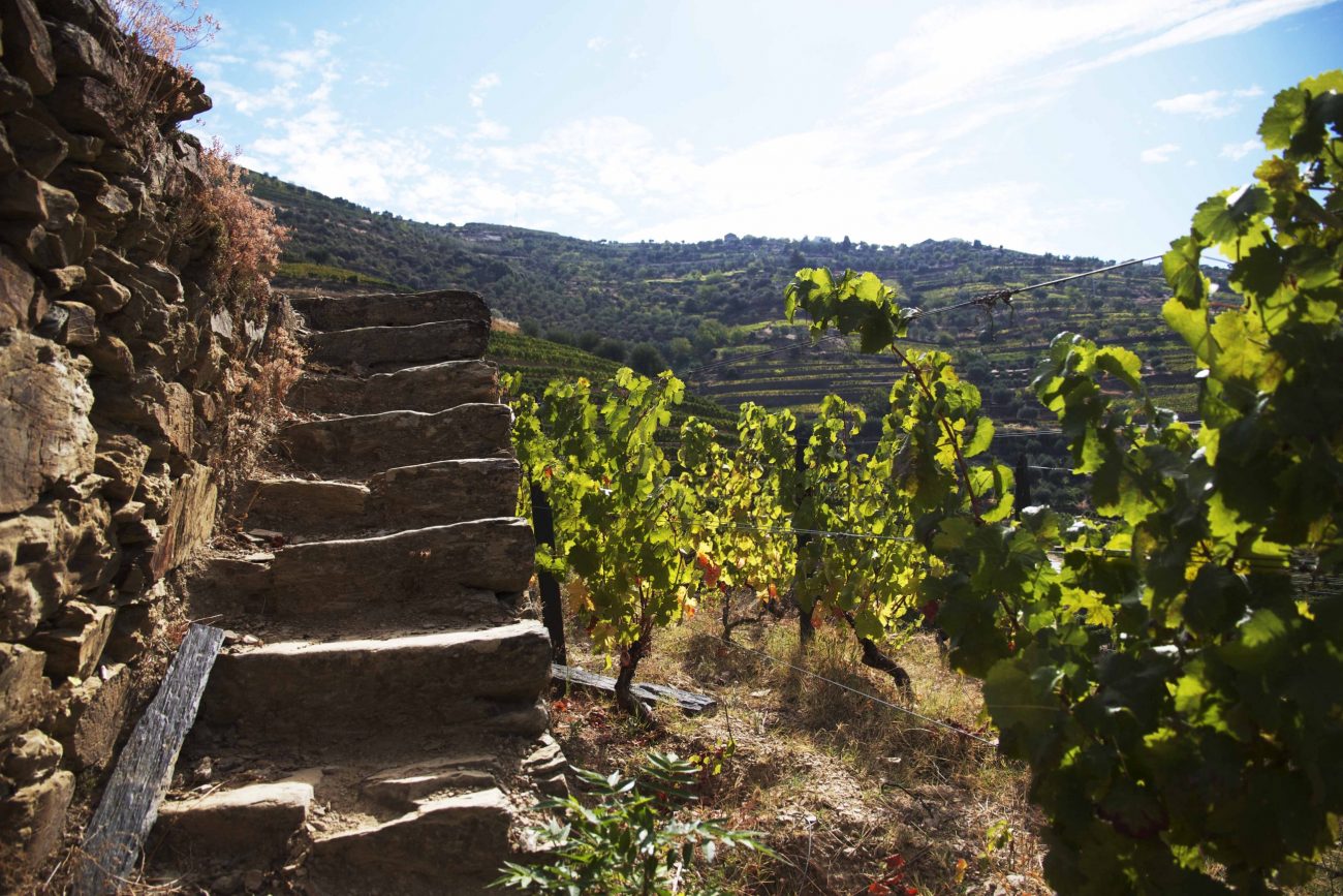 Portugal Douro Weingebiet Weinterrassen Steintreppe Rebstöcke