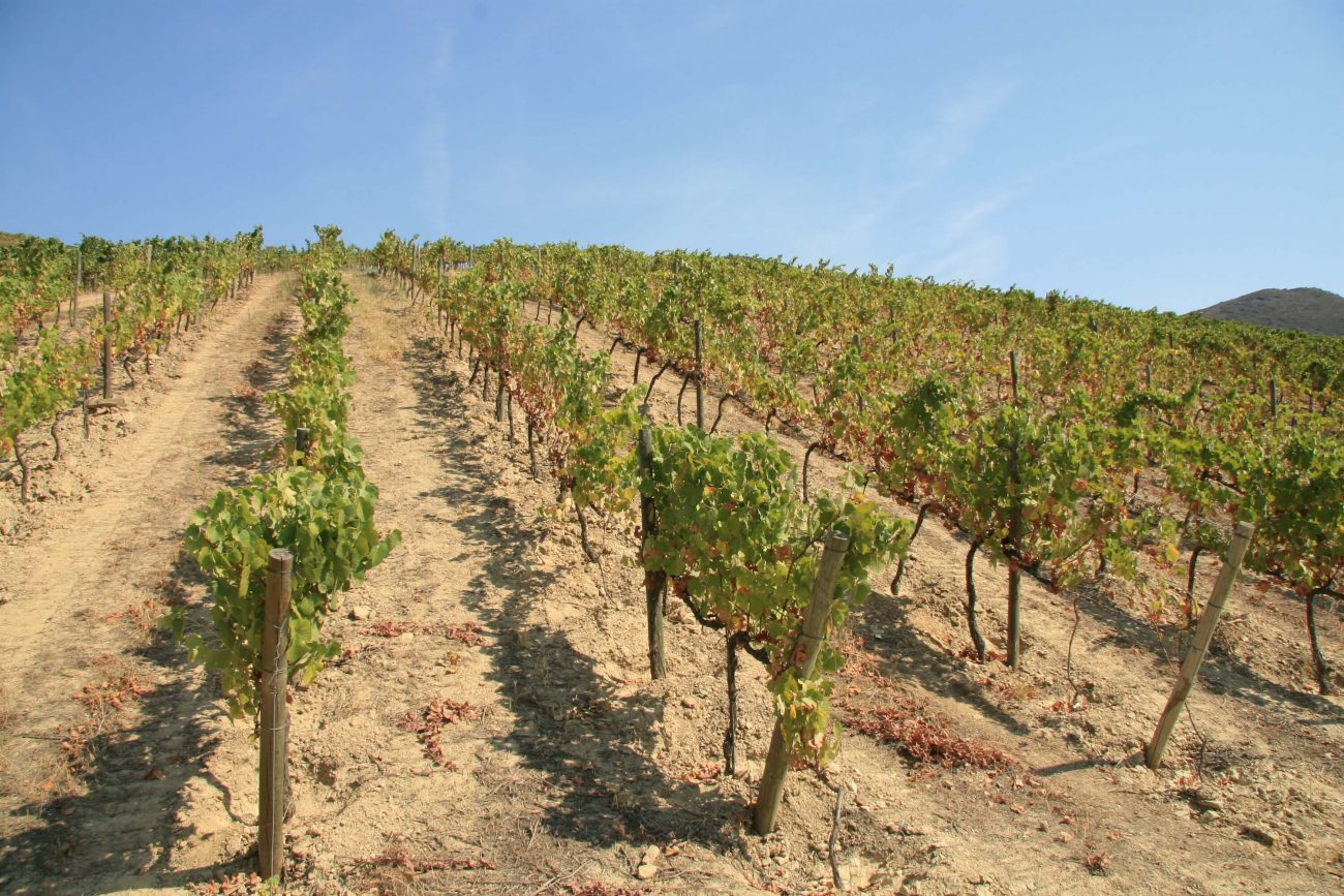 Portugal Douro Weinberge steile Weinhänge Weinlese per Hand