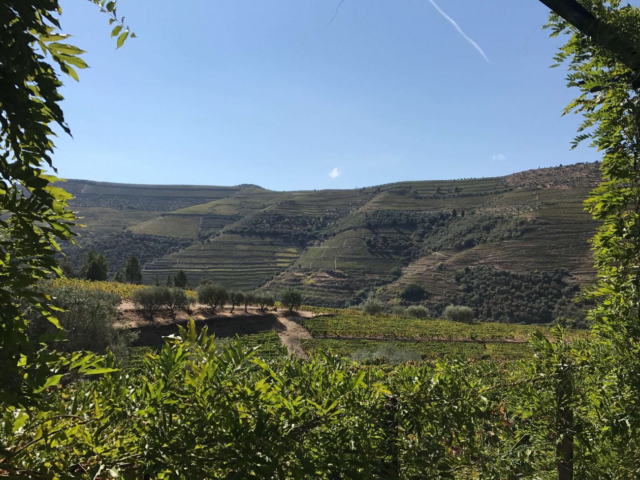 Portugal Douro Weinberge Ausflugsziel im Douro Weingut Quinta da Roeda