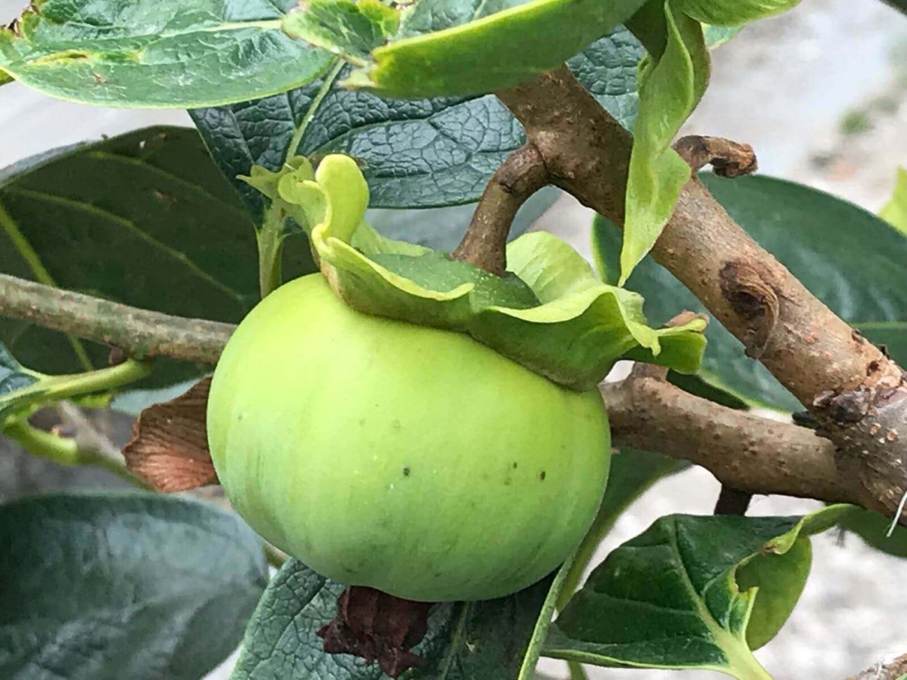 Porto Vila Nova de Gaia Cantinho das Aromaticas Bio Anbau Apfel