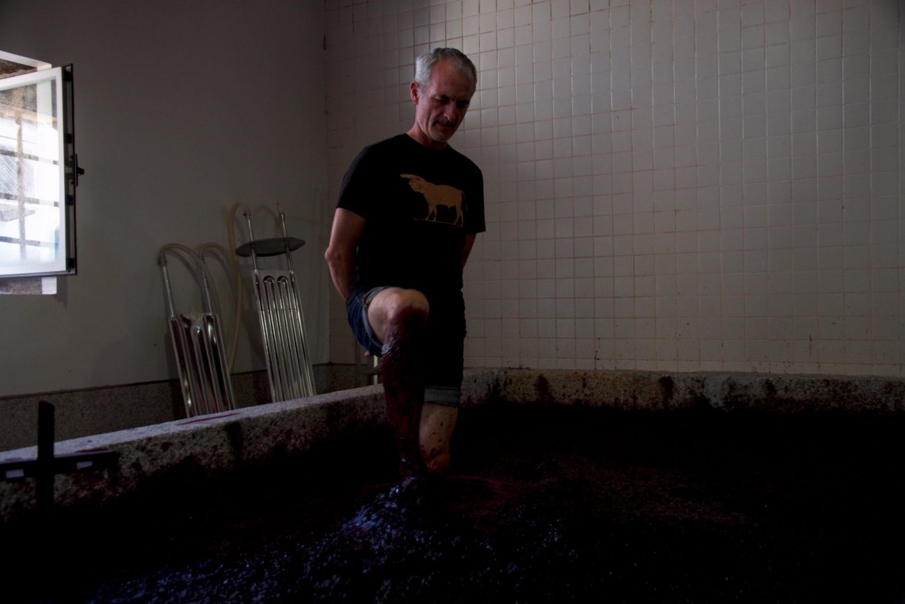 Winemaker Fernando Coelho tritt selbst seine Trauben in den Lagares auf der Quinta de Tourais